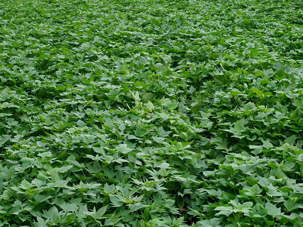 牛奶红薯地展示