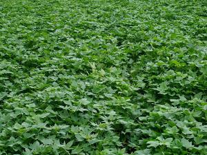 牛奶红薯地展示